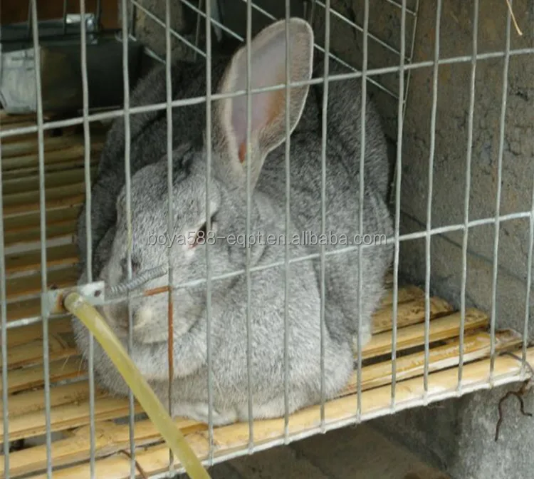 3tier 12 Rabbits 4tier 24 Rabbits Galvanized Metal Rabbit Cage Buy