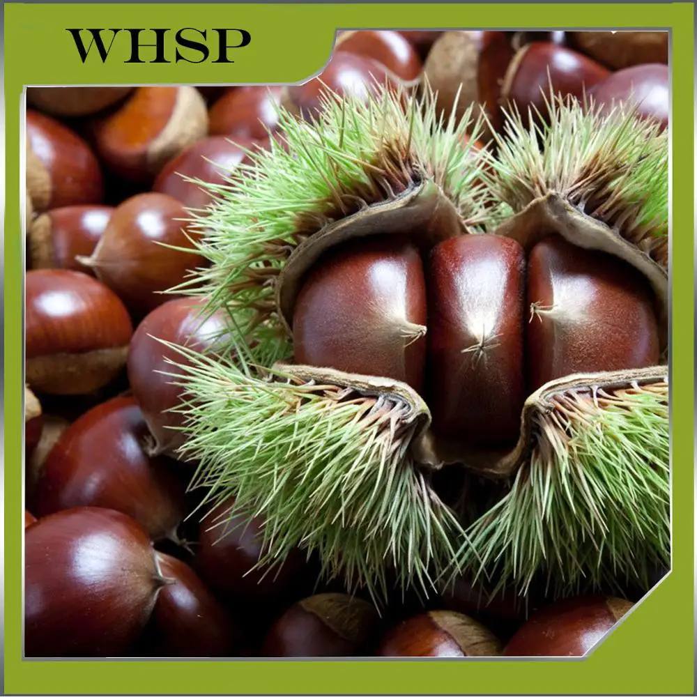 Fresh Chestnuts For Sale Buy Chestnuts For Sale,Chinese Fresh