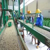 VIETNAM ROBUSTA GREEN COFFEE BEANS WITH MOST COMPETITIVE PRICE IN UNIVERSE