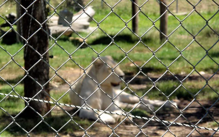 diamond wire mesh fence 34.jpg