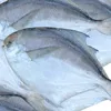frozen silver pomfret for vietnam sale