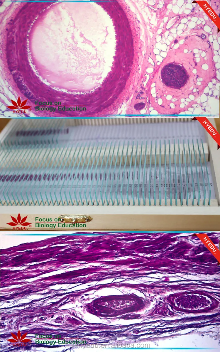 High Quality Tissue Prepared Slides Biology Microscope Glass Human