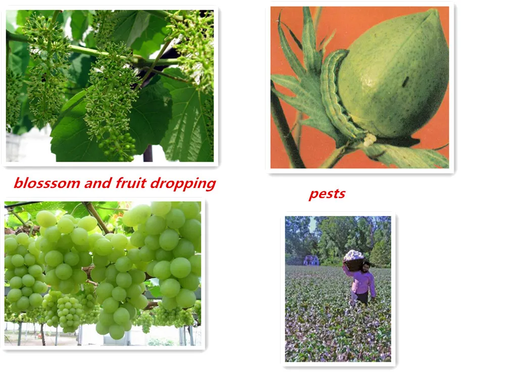 plant growth hormone