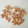 LVYUAN F1 High Quality Bitter Melon Seeds For Growing