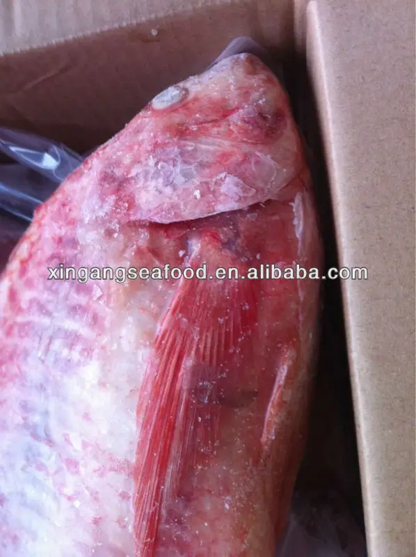 Tilapia m&agrave;u đỏ