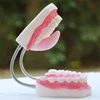 medical science subject and human anatomical teeth model / dental care model