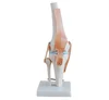 SE31436 Life-size Knee Joint Model