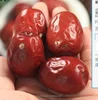 Dried Fruit Chinese healthy hot sale red dates