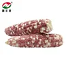 Frozen Color Corn 2013 Top Sale