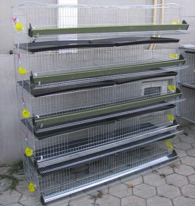 Pvc Coating Wire Mesh Layer Quail Cages For Sale Iso9001 Factory Buy High Quality Wire Mesh Quail Cage Quail Cage Design Automatic Quail Cage Product On Alibaba Com