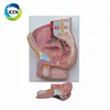 IN-310 Human Male Pelvis Section 2 Parts anatomical model for medical use