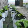 melon growing plants bag plastic bags