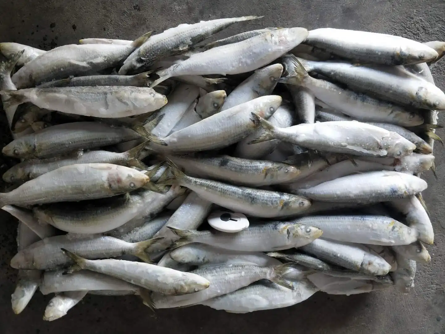 イワシ冷凍餌ライトキャッチ卸売価格 Buy 冷凍イワシ餌ため イワシ餌ための販売 のためイワシ餌 Product On Alibaba Com