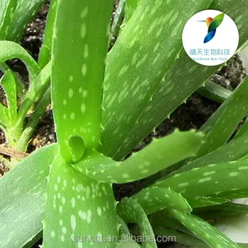 aloe vera extract aloe barbadensis carrots Aloe vera juice (aloe barbadensis) is our aloe vera extract 200x puraloe reconstituted and protected with a 100% natural food grade preservative to protect the . aloe vera extract aloe barbadensis carrots Aloe vera juice (aloe barbadensis) is our aloe vera extract 200x puraloe reconstituted and protected with a 100% natural food grade preservative to protect the .