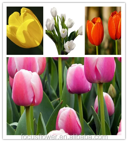 Da Estação Direita Tulipa Branca Fresca Flores De Corte Com Preço De  Fábrica - Buy Tulipa Branca,Flores Frescas Cortadas Com Preço De Fábrica  Product on Alibaba.com