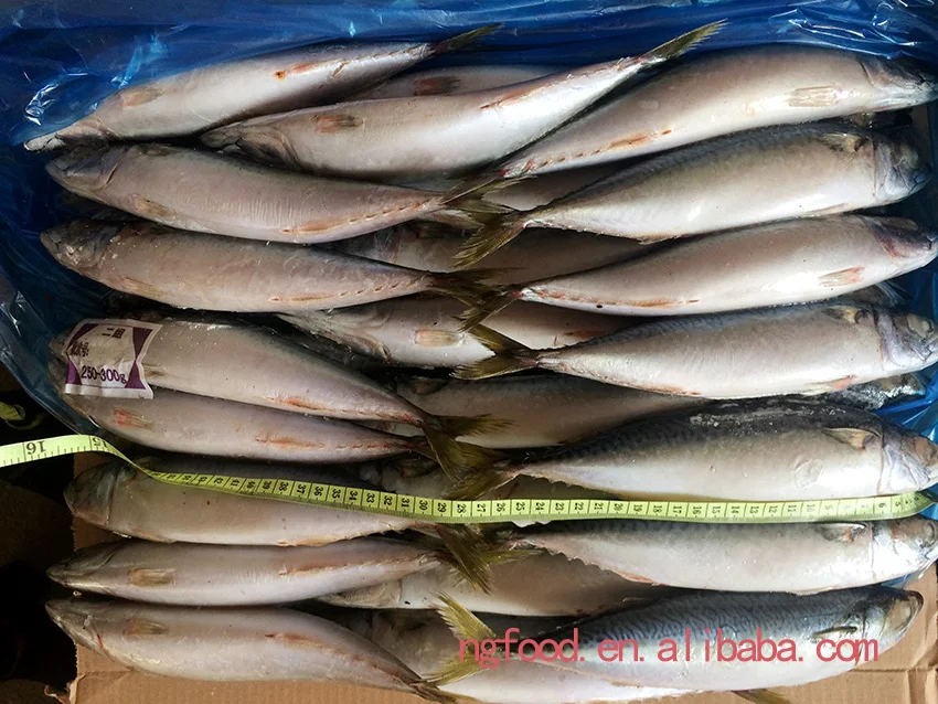 Frozen Pacific Mackerel Fresh Fish Catching Mackerel In Pouch Buy