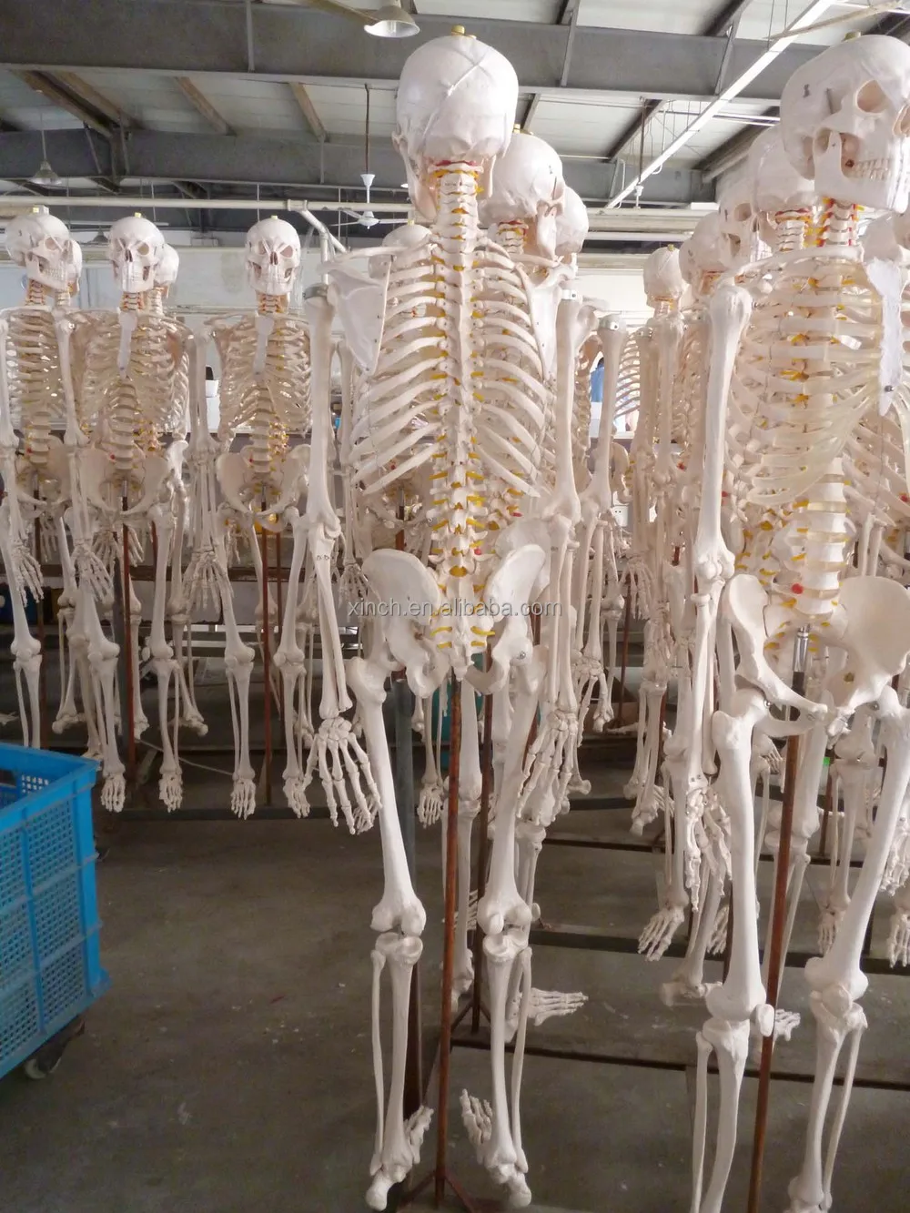 Life-size 180 Cm Cheap Plastic Skeleton For Sale From Shanghai - Buy