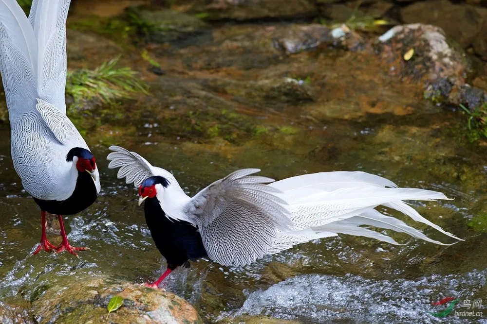 30-35英寸大白雉鸡羽毛
