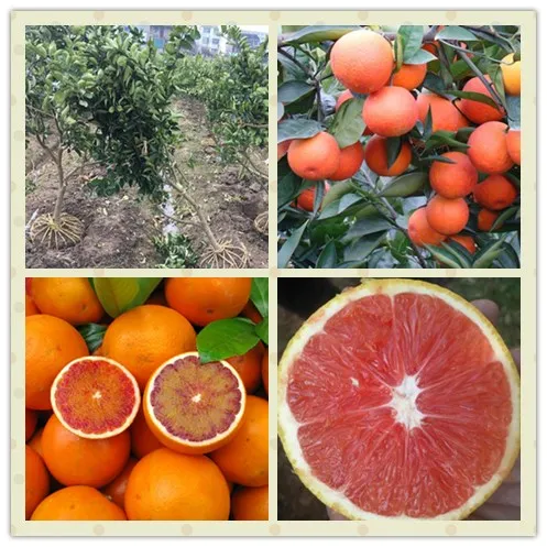 Blood orange seedings1.jpg