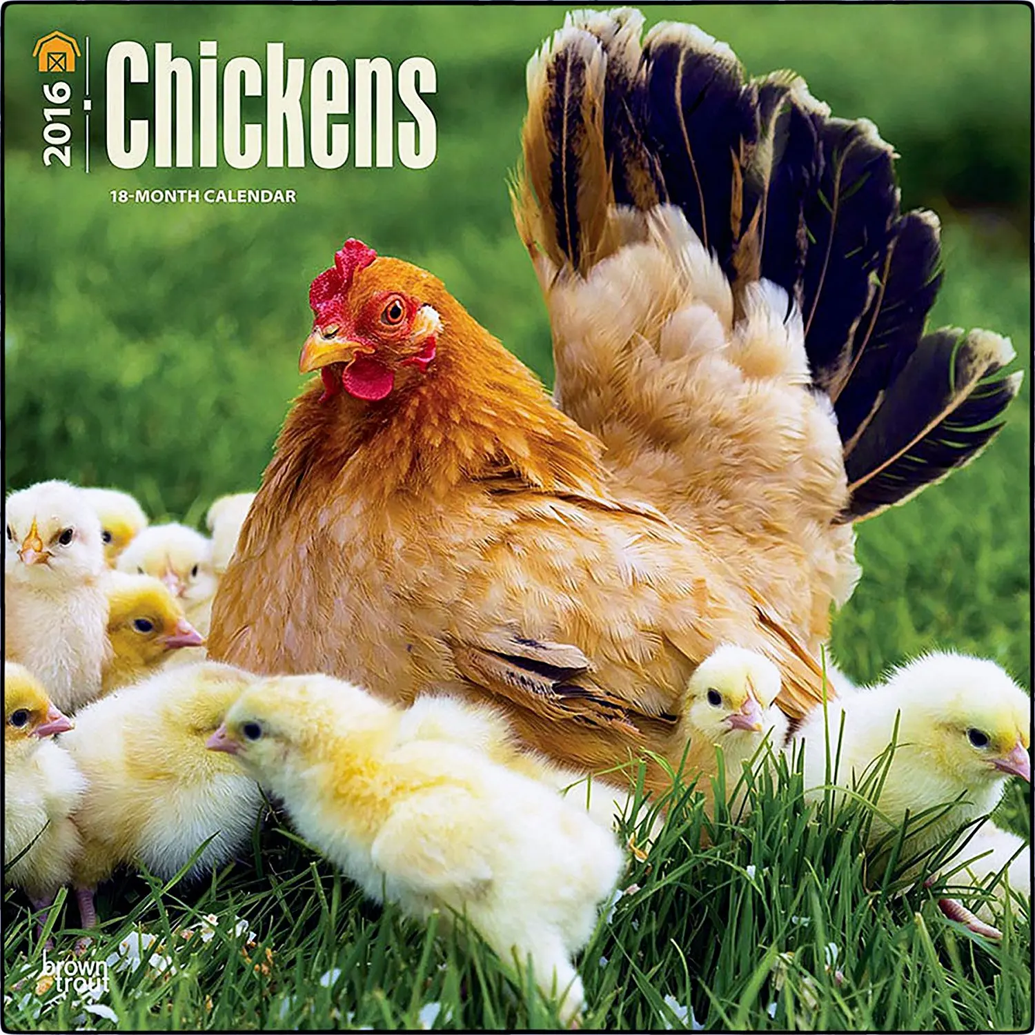 Домашние картинки. Курица наседка Квочка. Курица Брама Квочка. Курочканасетка с цыплятамим. Курица с цыплятами.