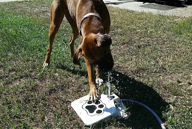 new fountain dog