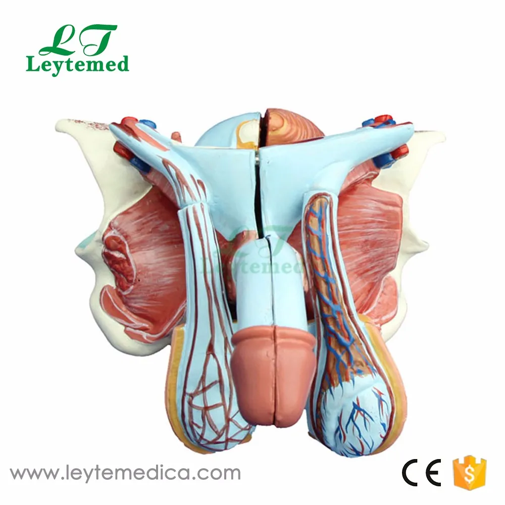 Xc 331d Plastic Human Male Genital Organ Model Buy Male Genital Organ 