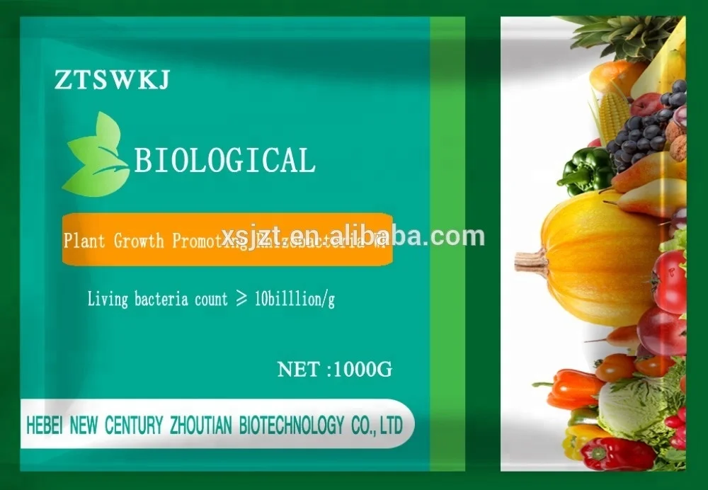 Bacillus-subtilis-WP-Plant-Growth-Promoting-Rhizobacteria.jpg
