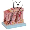 Bix-a1076 70 Times Middle-sized Skin Structure Model Suction Training
