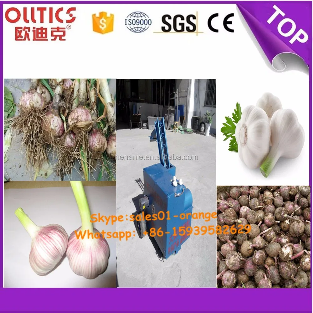 Fresh Garlic Root And Leaves Cutting Machine Buy Fresh Garlic Root