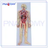PNT-0438 Advanced human anatomy model,human circulatory system