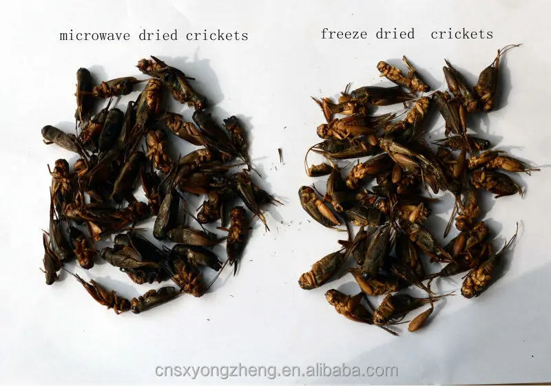 Chicken Feed Ingredient Dried Cricket Buy For Animal Feed Dry