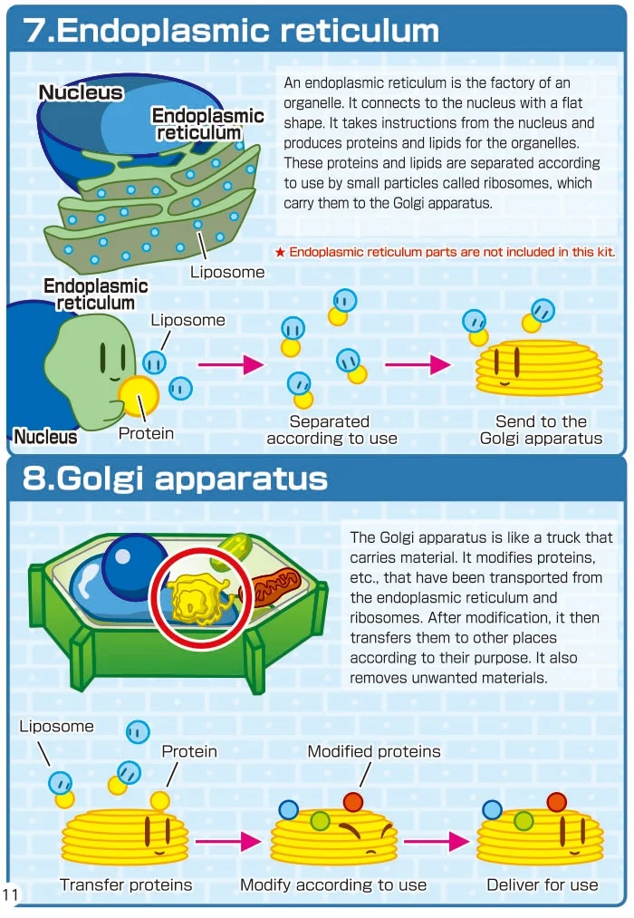 TXS-106 -Cell of life -10.jpg