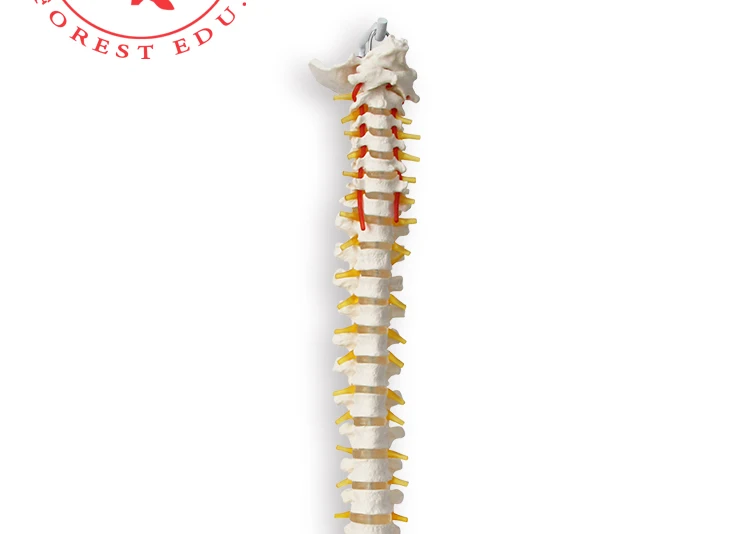 11 Anatomical model spine.jpg