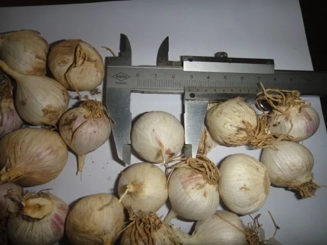 2017 LOW price chinese IQF solo garlic fresh&frozen wholesale