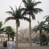 Artificial date palm used for decoration,Chinese suppliers offer in bulk