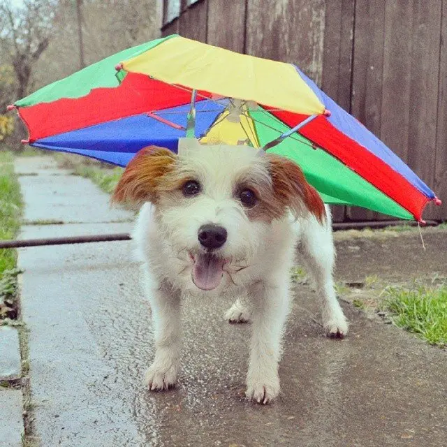 dog umbrella hat