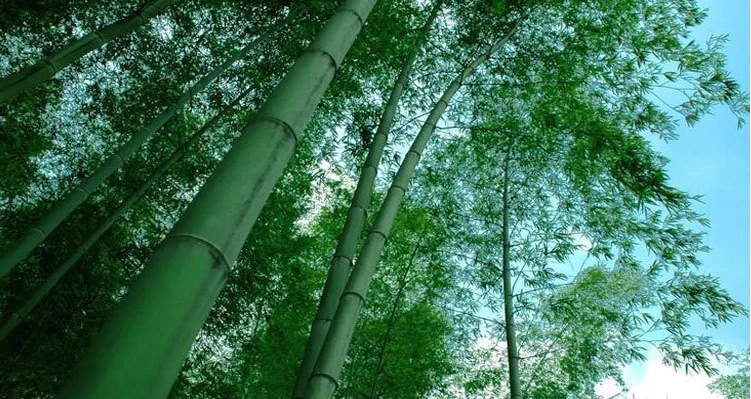 热卖便宜价格舒适天然竹运动竹制瑜伽砖