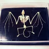 HM-BD-260 BAT SKELETON NATURAL BONE MODEL BAT SKELETON MODEL ANATOMICA BAT SKELETON MODEL