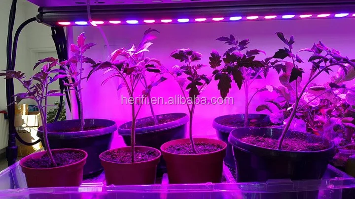 Ladder series feedback.jpg