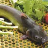 Cat Fish
