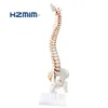 vertebral column model/Medical science life size human spine anatomical model/medical spine model