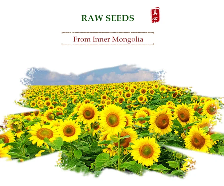 Wholesale Black Roasted Fisher Sunflower Seeds Buy Wholesale Black