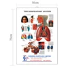 High Quality printing plastic poster 3d embossed Digestive system poster