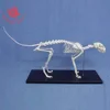 Medical Science Subject Canine skeleton model 64*20*26cm Nature Size cat Skeleton