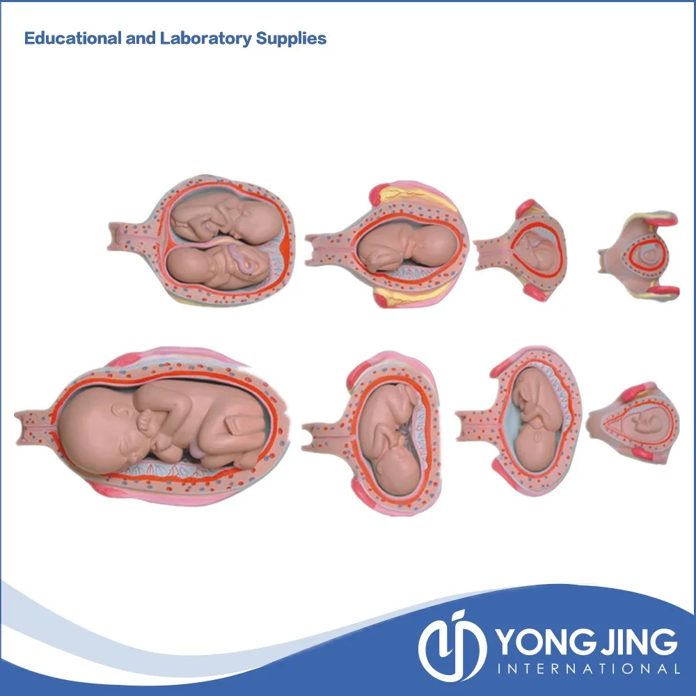 Fetal Development Model Set for Education - Yongjing MH09002