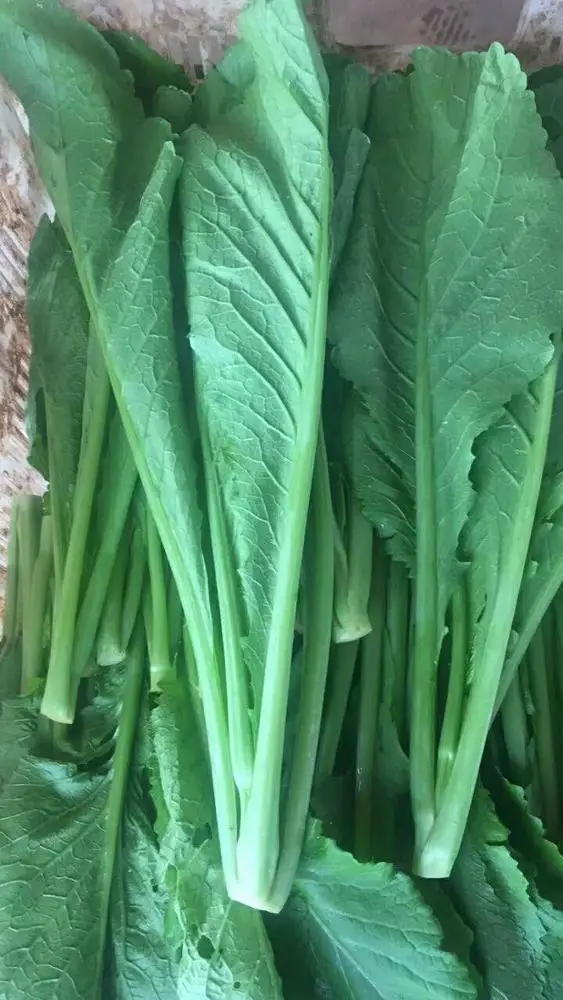 蔬菜幼苗 f1 kale kailan 芥末卷心菜黑种子