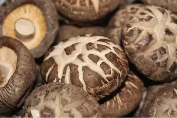 Resultado de imagen para Shiitake Flower Mushroom