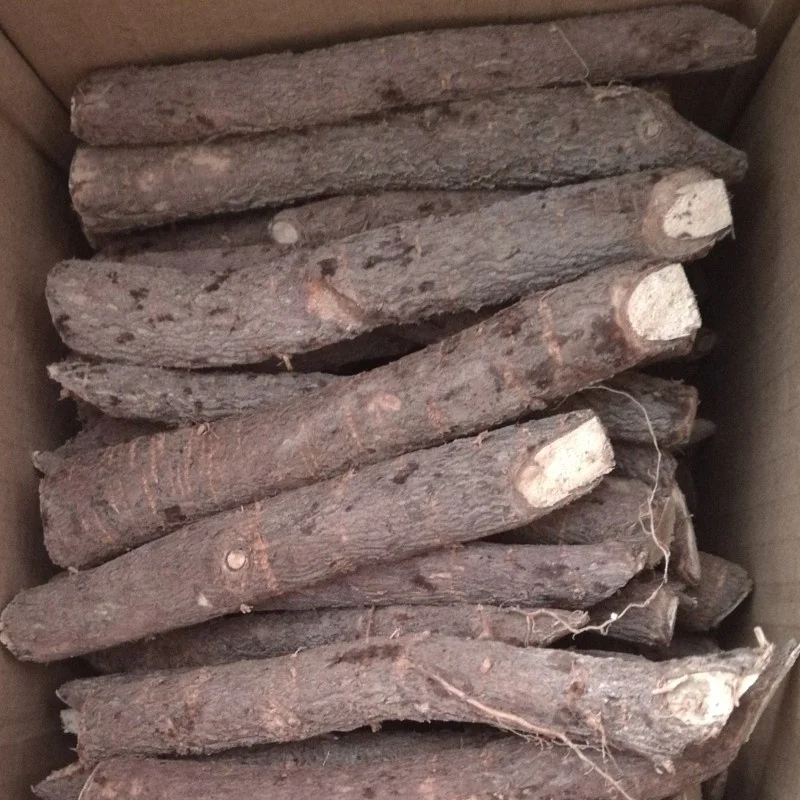 paulownia hybrid 030.jpg