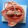 ISO Advanced Embryology Anatomical models, Fourth Month of gestation, Uteus Model