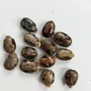 Bi Ma Zi Cheap Price Premium Quality Wholesale Factory Supply Anhui Castor Bean Seeds